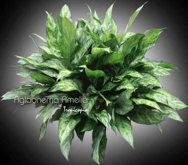 Aglaonema - Aglaonema 'Amelia' - Chinese Evergreen